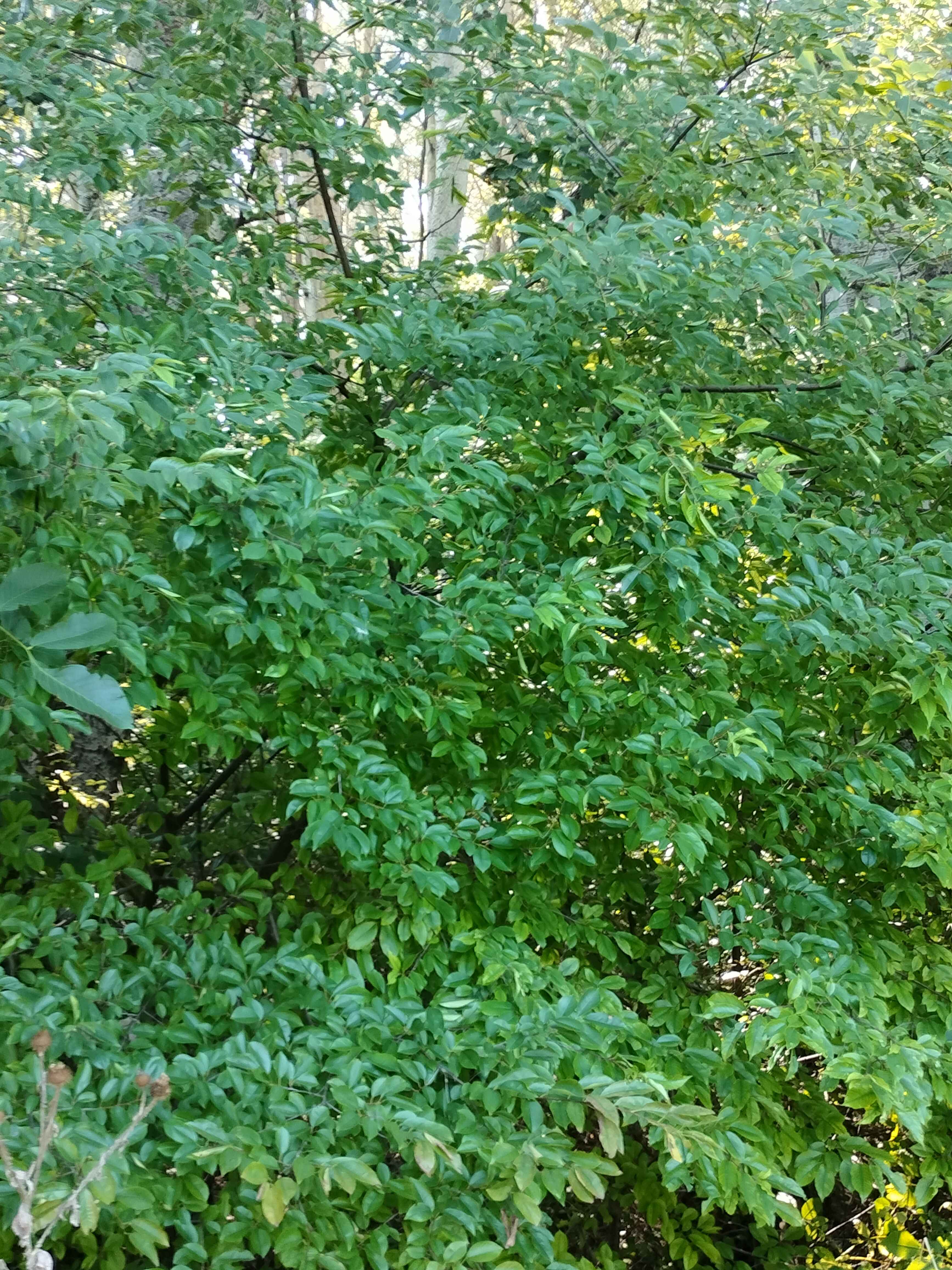 Mediterranean Bush Texture